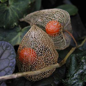 Blog・じねんのことはり